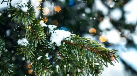 kerstbomen-groothandel-nordmann